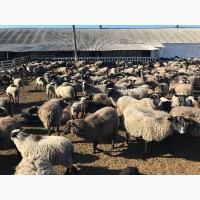 Продам овец Романовской породы с сопровождением бизнеса, бараны-производители, молодняк