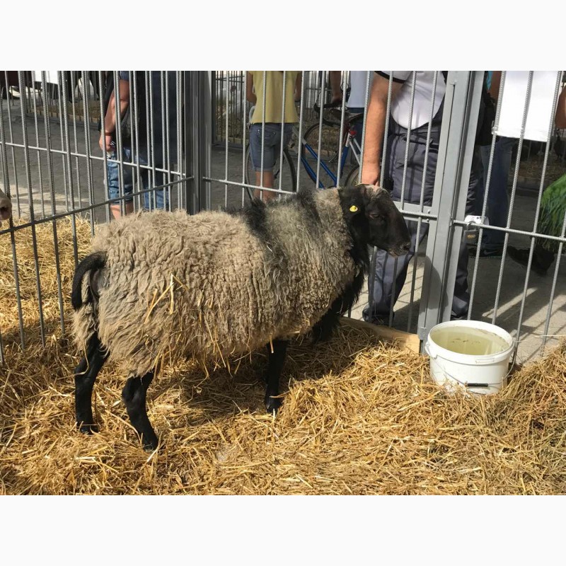 Фото 7. Продам овец Романовской породы с сопровождением бизнеса, бараны-производители, молодняк