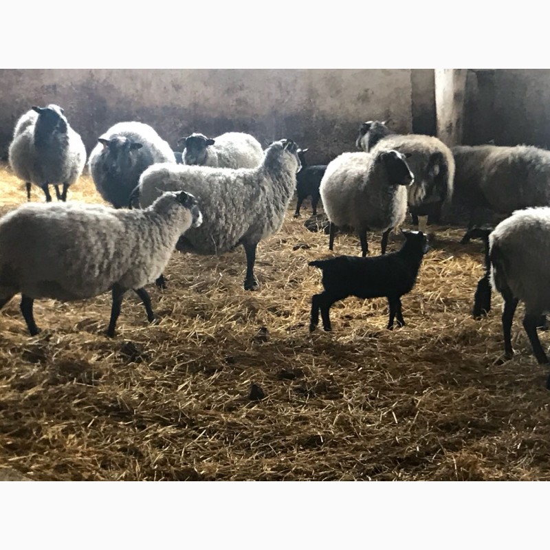 Фото 5. Продам овец Романовской породы с сопровождением бизнеса, бараны-производители, молодняк