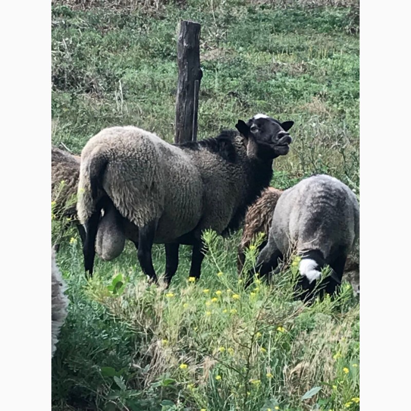 Фото 3. Продам овец Романовской породы с сопровождением бизнеса, бараны-производители, молодняк