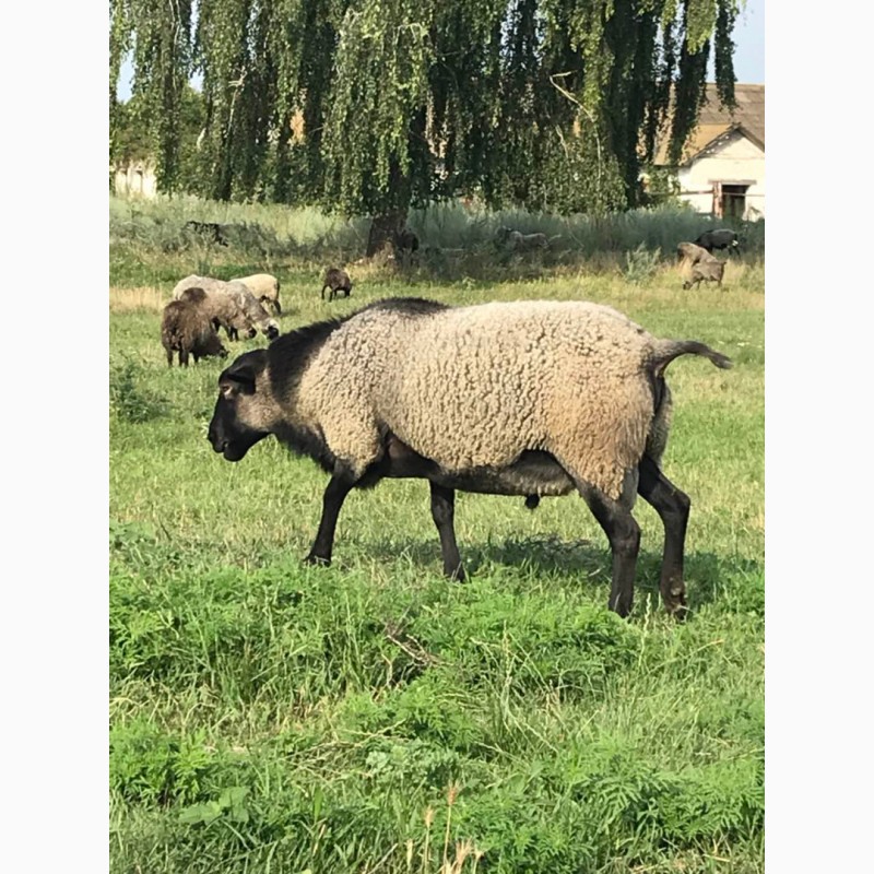 Фото 6. Продам овец Романовской породы с сопровождением бизнеса, бараны-производители, молодняк