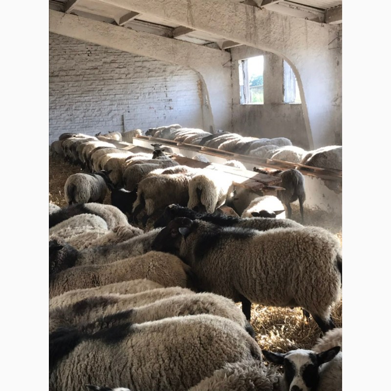 Фото 9. Продам овец Романовской породы с сопровождением бизнеса, бараны-производители, молодняк