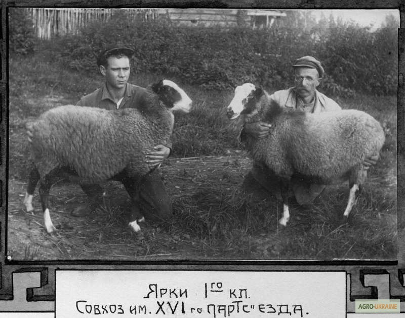 Фото 12. Продам овец Романовской породы с сопровождением бизнеса, бараны-производители, молодняк