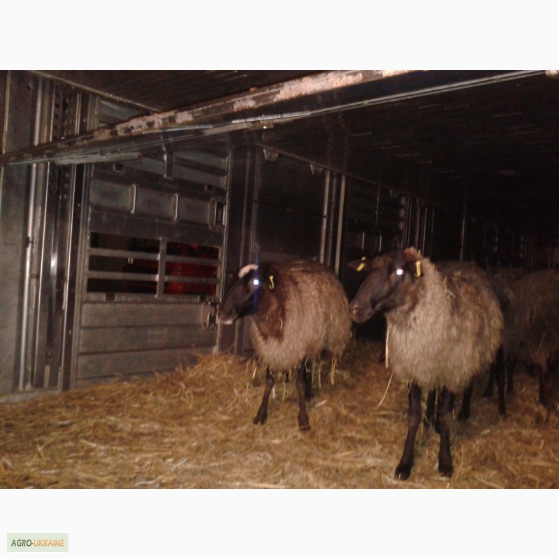 Фото 2. Продам овец Романовской породы с сопровождением бизнеса, бараны-производители, молодняк