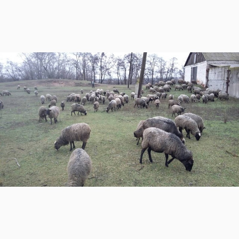Фото 10. Продам овец Романовской породы с сопровождением бизнеса, бараны-производители, молодняк