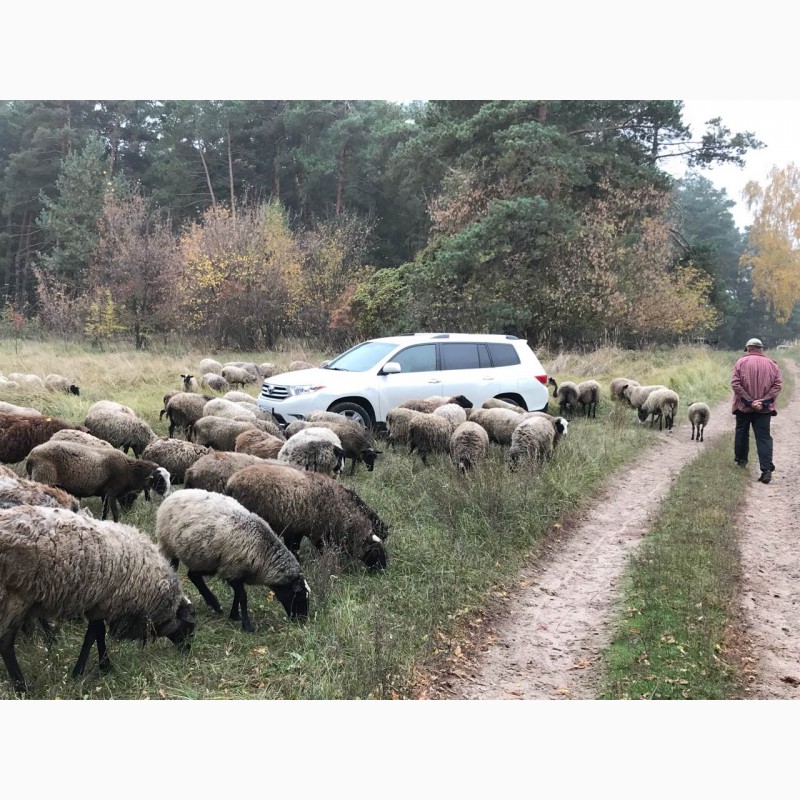 Фото 11. Продам овец Романовской породы с сопровождением бизнеса, бараны-производители, молодняк