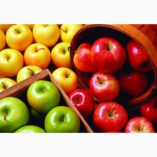 Куплю качественные яблоки летних, осенних и зимних сортов