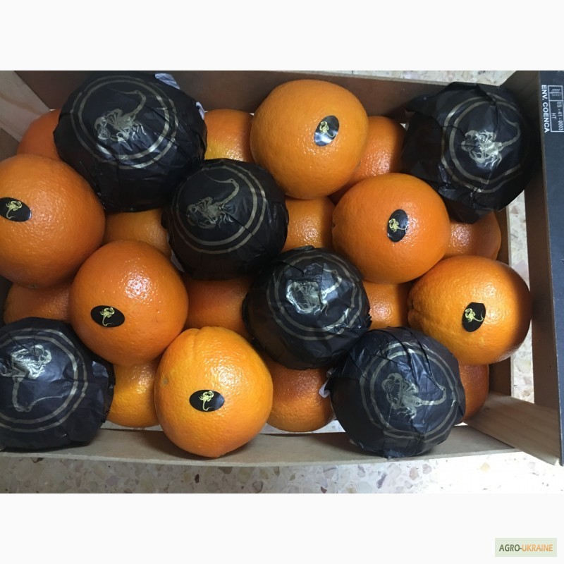 Фото 11. Продаем апельсин из Испании