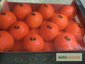 Фото 16. Продаем апельсин из Испании
