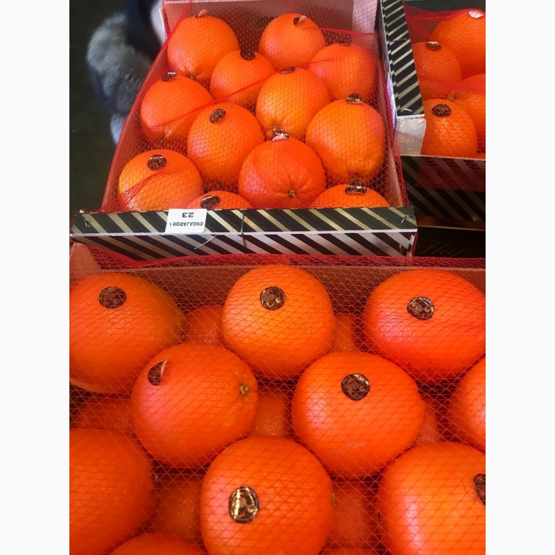 Фото 7. Продаем апельсин из Испании