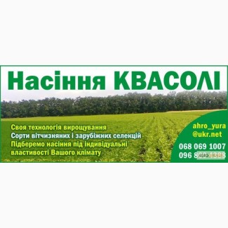 Насіння квасолі