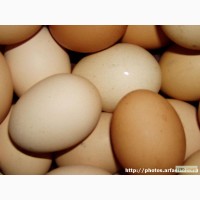 Яйца куриные от производителя