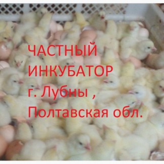 Яйца инкубационные и цыплята бройлера КОББ 500