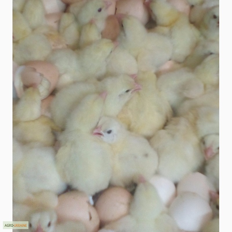 Фото 2. Яйца инкубационные и цыплята бройлера КОББ 500