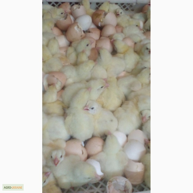 Фото 3. Яйца инкубационные и цыплята бройлера КОББ 500