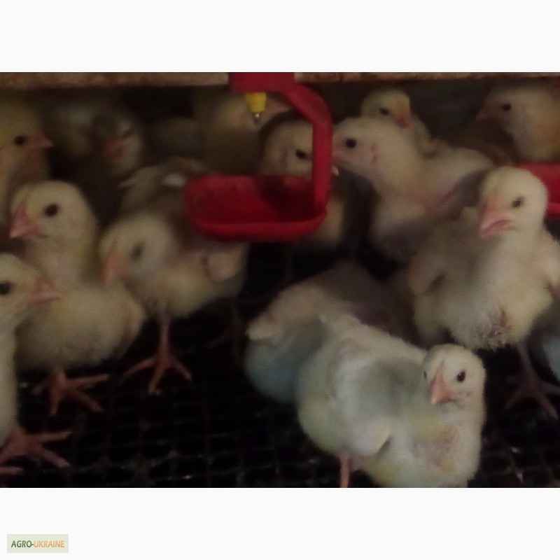 Фото 4. Яйца инкубационные и цыплята бройлера КОББ 500