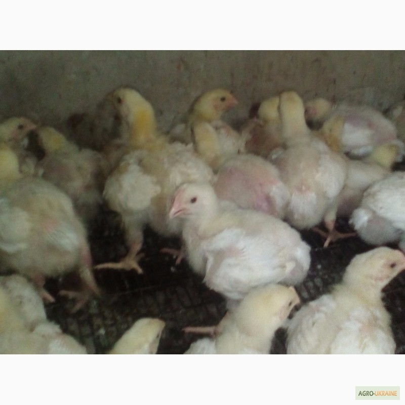 Фото 6. Яйца инкубационные и цыплята бройлера КОББ 500