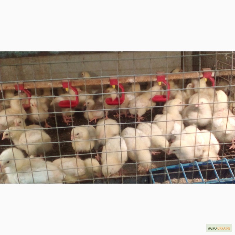 Фото 7. Яйца инкубационные и цыплята бройлера КОББ 500