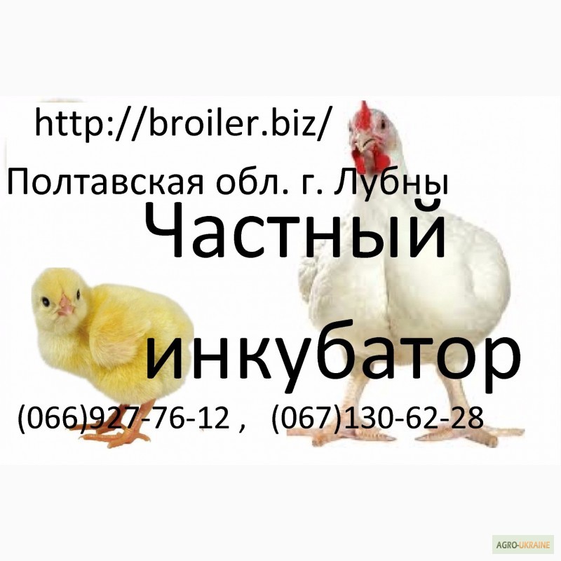 Фото 9. Яйца инкубационные и цыплята бройлера КОББ 500