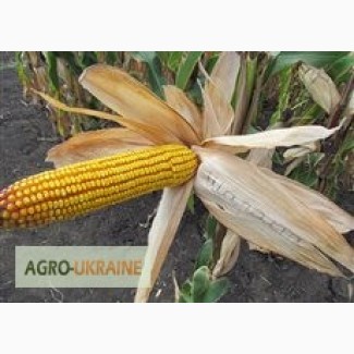 Семена кукурузы венгерской Вудсток Гибрид ГС 210 - ФАО 210