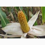 Семена кукурузы венгерской Вудсток Гибрид ГС 210 - ФАО 210