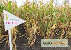 Фото 3. Семена кукурузы венгерской Вудсток Гибрид ГС 210 - ФАО 210