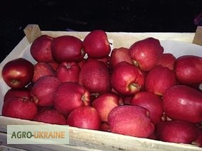 Продам яблоки ( сорта Флорина, ДжонаГолд, Айдаред)