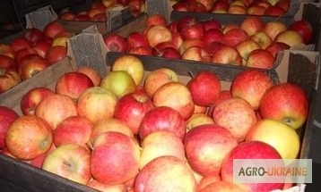 Фото 2. Продам яблоки ( сорта Флорина, ДжонаГолд, Айдаред)