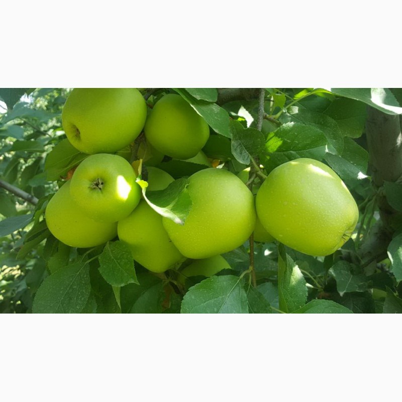 Фото 3. Продам яблоки ( сорта Флорина, ДжонаГолд, Айдаред)