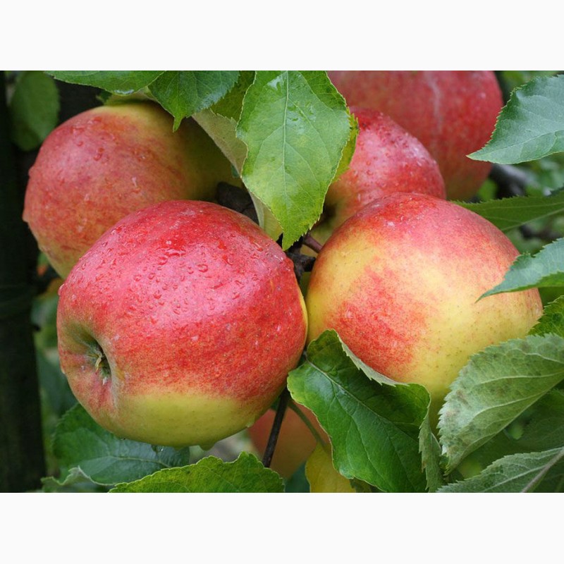 Фото 4. Продам яблоки ( сорта Флорина, ДжонаГолд, Айдаред)