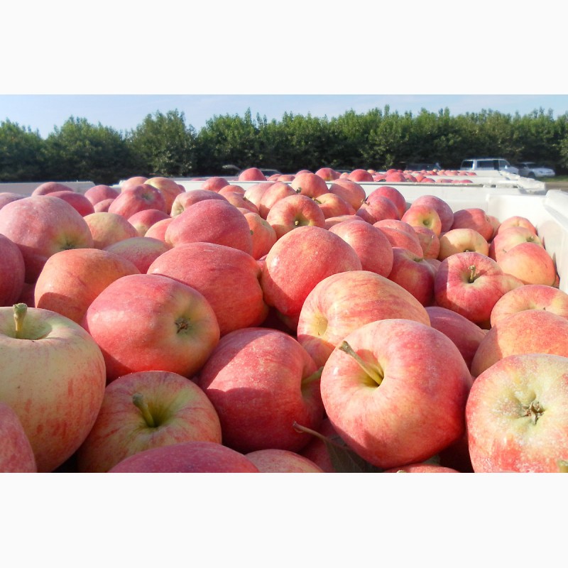 Фото 5. Продам яблоки ( сорта Флорина, ДжонаГолд, Айдаред)