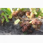 Саженцы винограда элитных столовых и винных сортов
