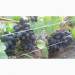 Саженцы винограда элитных столовых и винных сортов