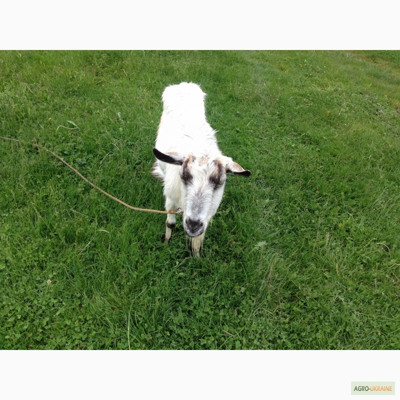 Фото 3. Продам дійну козу