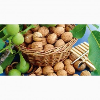 Покупаю бойный грецкий орех дорого, урожай 2018