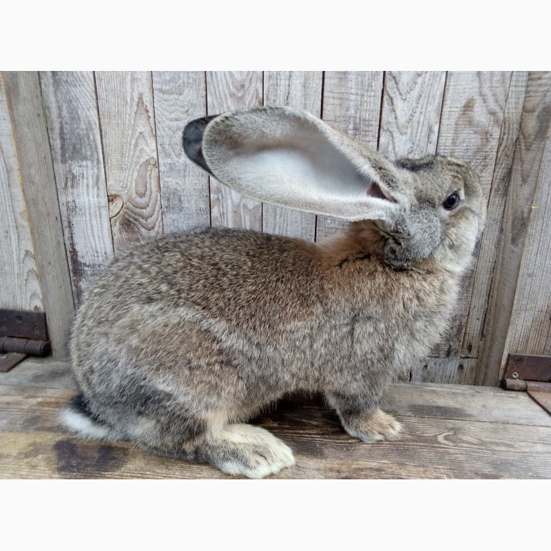 Фото 2. Обмен кроликов фландр и баран на пшеницу, ячмень, кукурузу