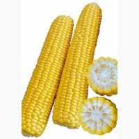 Семена кукурузы Оржиця ФАО 240