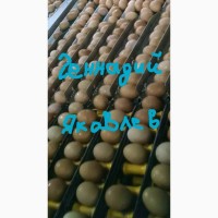 Продаем яйцо куриное С1. На экспорт Export eggs