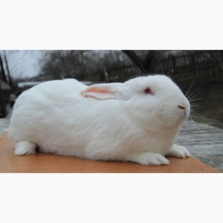 Продам кроликов Термонская белая