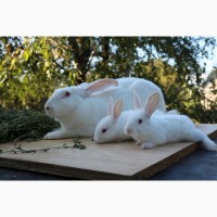Продам кроликов Термонская белая