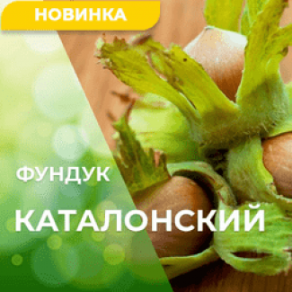 Продам саженцы фундука, сорт Каталонский