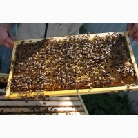 Продам пчелопакеты и семьи