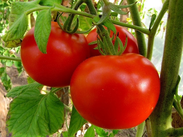 Фото 4. Продам розсаду помідор