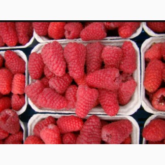 Продам свежую ягоду малины можно с поля. Летние сорта- Феномен и ГленАмпл
