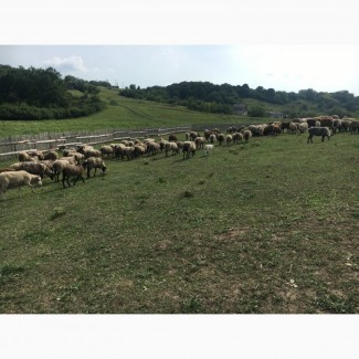 Срочно!! продам стадо овец 320 голов романовская порода