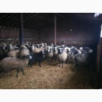 Срочно!! продам стадо овец 320 голов романовская порода