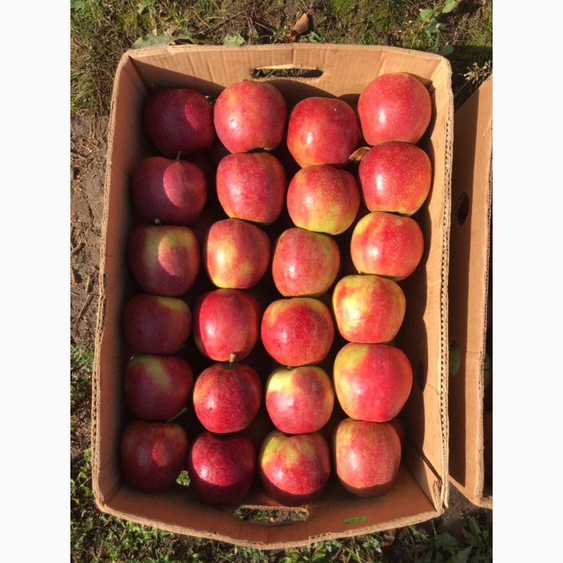 Фото 3. Продам яблука Гала маст в гарному окрасі