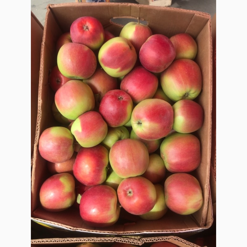 Фото 4. Продам яблука Гала маст в гарному окрасі