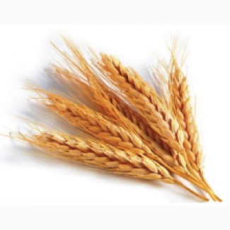 Комплексные удобрения ARVI для озимого рапса и озимых зерновых культур