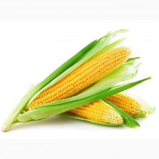 Закупаем зерно кукурузы в базе